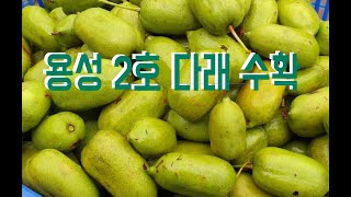 용성2호 다래 수확 및 장마기간 삽목 중간점검