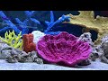 fake coral aquarium decorations jacksonville fl 904.588.2700 jacksonville florida.