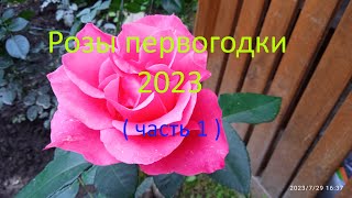 Розы первогодки 2023.  Мои впечатления ( часть 1)