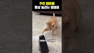 주인 때문에 항상 놀라는 댕댕이