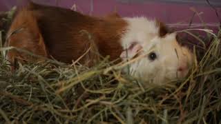 Choosing a Cage for your Guinea Pigs