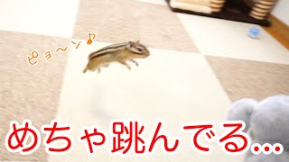 【シマリス】本気になったリスのジャンプ力がヤバかった...