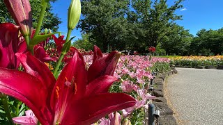 【ユリ】千種公園 ゆり園2022年6月上旬