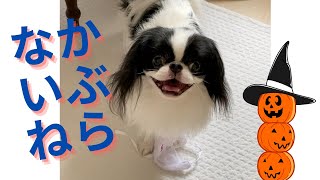 被らない犬　Japanese Chin　狆