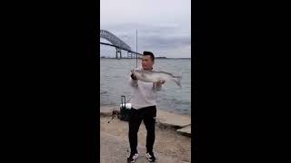 Catching big catfish on  Shimano saragosa 6000 and st.croix mogo surf