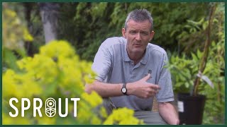 Summer Garden Secrets - Pruning, Planting, and Stunning UK Gardens