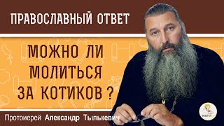 Можно ли МОЛИТЬСЯ  ЗА  КОТИКОВ и других животных ?  Протоиерей Александр Тылькевич