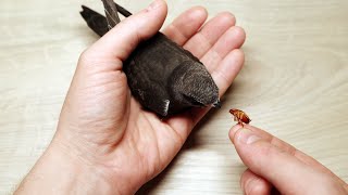 The last feeding of a young Common Swift (Apus Apus)