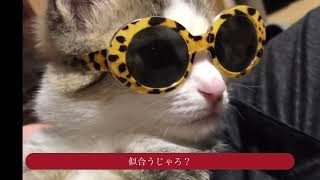 ダイソーで猫用サングラスを買いました〜