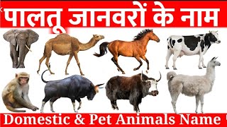 Pet animals name l Domestic animals name with video l पालतू जानवरों के नाम हिंदी और इंग्लिश में