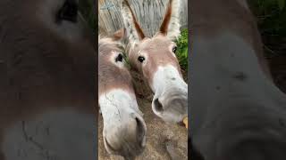 Three Donkeys Are Monsters