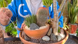 3 Year Old Succulent Arrangement