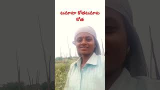 మా తొలి కోత టమాట పంట #song #telugu #music