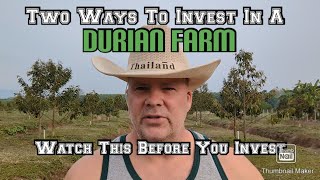 Two ways to invest in a Durian farm