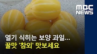 [지금이 제철] 열기 식히는 보양 과일…꿀맛 '참외' 맛보세요 (2018.06.18/뉴스투데이/MBC)