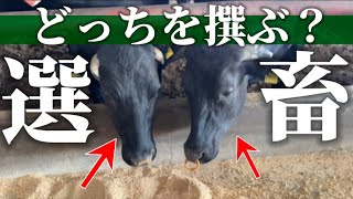 【前編】出荷ルーティン/特上の牛はどっち？ついに一頭売りします！