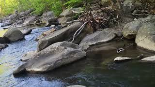 ውብ የሆነ ወንዝና ጫካ ላሳያችሁ/beautiful river and forest!!