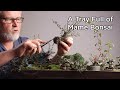 Bonsaify | Trimming a Tray of TINY Mame Bonsai