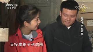 《田间示范秀》 20200808 蛋鸡增产解烦忧|CCTV农业