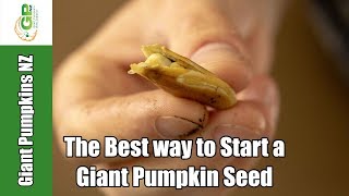 The Best Way to Start a Giant Pumpkin Seed