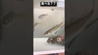 アジ飼育、２匹追加‼︎活魚頂きまっせ！ #Shorts#アクアリウム＃海水魚＃泳がせ釣り＃釣り