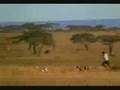 FASTEST MAN in the WORLD, funny cheetah video !