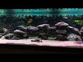 Malawi Aquarium 1200L