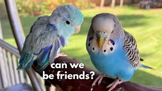 Bluee meets Berry!!! | The first time my two birds meet each other