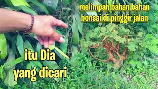 Berburu Bahan Bonsai Di Pinggiran Jalan Melimpah