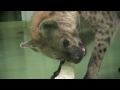 骨を味わうブチハイエナ〜spotted hyena