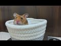 【ゴールデンハムスター】小福のおさんぽ／ hamster cofuku goes for a walk