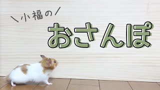 【ゴールデンハムスター】小福のおさんぽ／ Hamster COFUKU goes for a walk