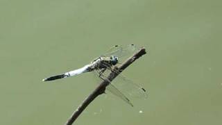 シオカラトンボ　（Orthetrum albistylum speciosum）　2009　　Video 10