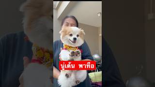 #วันด้า #ปอมเมอเรเนียน #pomeranian #apt #เต้น #ทาสหมา #pet #dog #ติ่งเกาหลี #เพลง #pet #dog  #love