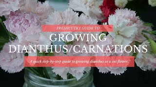 CARNATION / SWEET WILLIAM DIANTHUS: GROWING TIPS - How to Grow Carnations and Sweet William Dianthus