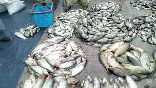 Karachi's BIGGEST Fish Market EXPOSED!