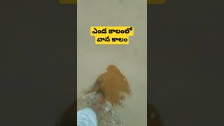 ఎండ కాలంలో వాన కాలం విచిత్రమే #rain #heavyrain