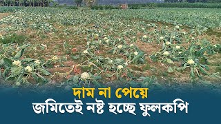 মেহেরপুরে দাম না পেয়ে জমিতেই নষ্ট হচ্ছে ফুলকপি, লোকসানে কৃষক | Meherpur | Dhaka Post