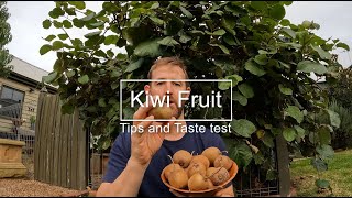 Growing Kiwi fruit in Melbourne