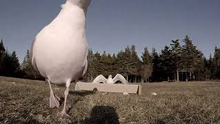 Gulls and Crows Investigating