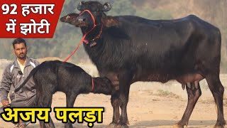 अजय पलड़ा स्पेशल धमाका, आज खरीदो 92 हजार में झोटी | Rajput Dairy Farm (9953460202)