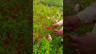 మిరప కోత🌶️🌶️🌶️ #farming #myshort