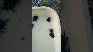 Trypocopris Vernalis, Roller DUNG Beetles,,, Tavaszi Álganéjtúró bogarak,,,Ganajtúró Bogarak,,,