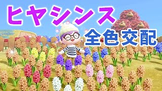 【あつ森】ヒヤシンス全色交配の仕方 〜紫のヒヤシンスがほしい〜【花交配】