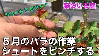 【猫のいる庭】５月　バラの作業　シュートを育てる