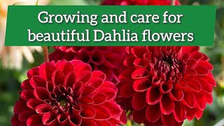 Dahlia Plant | How to grow and care Dahlia plant for more flowers | Dahlia from cutting