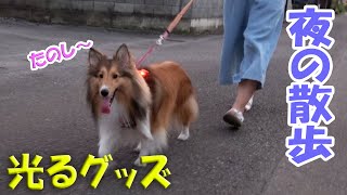 夜のお散歩に便利な光るグッズを紹介します♪【シェルティちょこ】