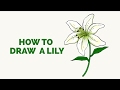 How to Draw a Lily in a Few Easy Steps: Drawing Tutorial Beginners