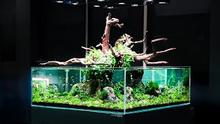 How to make an Outstanding DIY Tree Aquascape