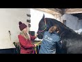 Nero physio - Black Horses - The Friesian Experience is live